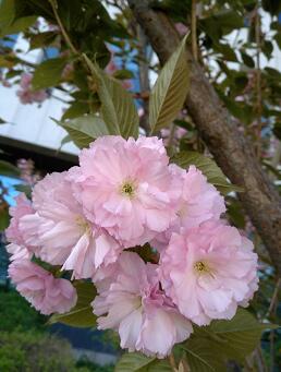 QQ截图20180417111555.jpg QQ截图20180417111555.jpg