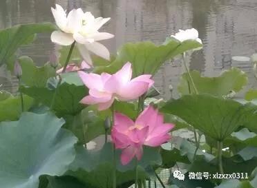 微信图片_20181114181757.jpg 微信图片_20181114181757.jpg